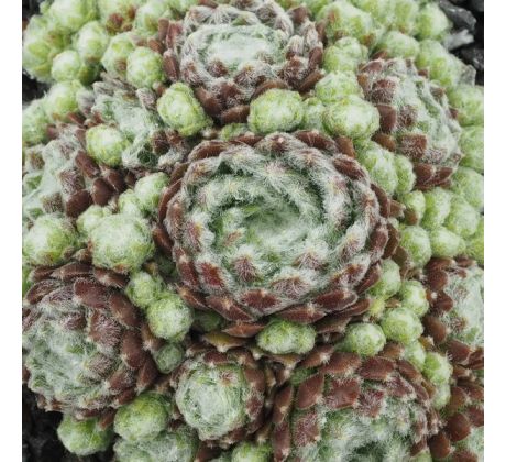 Sempervivum HAVENDIJKS BEAR