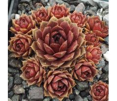 Sempervivum CLIPPER