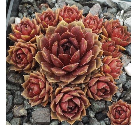 Sempervivum CLIPPER