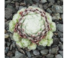 Sempervivum HAVENDIJKS WEB