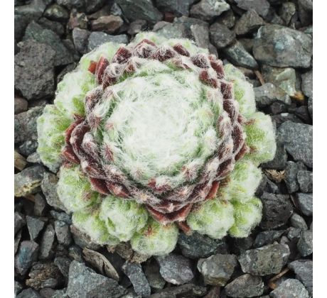 Sempervivum HAVENDIJKS WEB