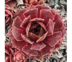 Sempervivum FRARO