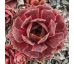 Sempervivum FRARO