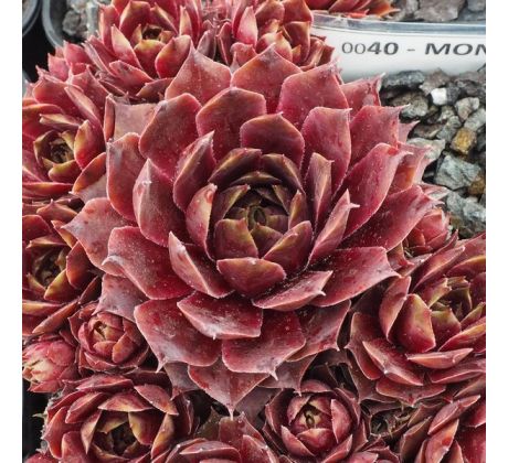 Sempervivum MONIKA