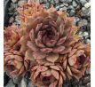 Sempervivum NÖRTOFT`S BEAUTY