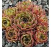 Sempervivum BERNIA