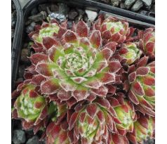 Sempervivum FIREFLY