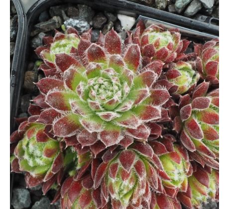 Sempervivum FIREFLY