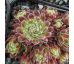 Sempervivum FIREFLY