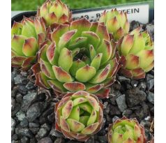 Sempervivum BERNSTEIN