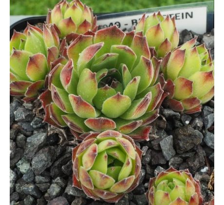 Sempervivum BERNSTEIN