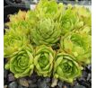 Sempervivum ELEKTRIK GREEN