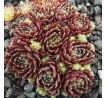 Sempervivum WUSCHEL