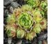 Sempervivum ANTABRICUM CANTABRICA