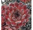 Sempervivum BROCK