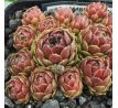 Sempervivum AMBERGREEN