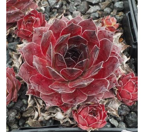 Sempervivum SANNE