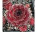 Sempervivum SANNE