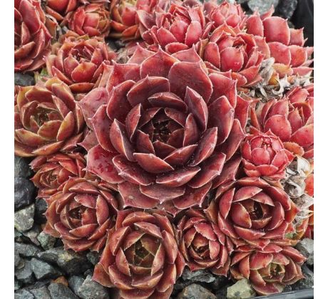 Sempervivum CORONET