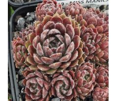 Sempervivum MISS MANICA