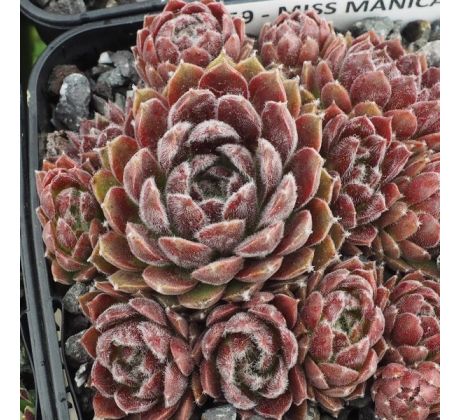 Sempervivum MISS MANICA