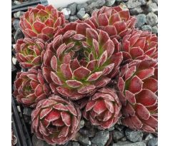 Sempervivum COCHISE