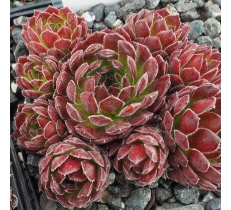 Sempervivum COCHISE