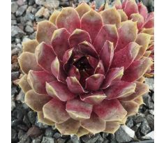 Sempervivum LAVENDER AND OLD LACE