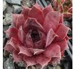 Sempervivum FLAMINGO 2