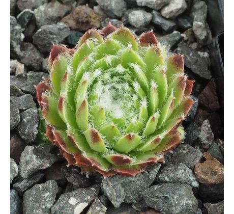 Sempervivum FUZZY WUZZY