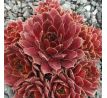 Sempervivum RED BEAM