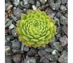 Sempervivum MONTANUM EX HOCH GURG