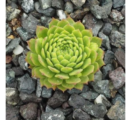 Sempervivum MONTANUM EX HOCH GURG