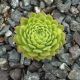 Sempervivum MONTANUM EX HOCH GURG