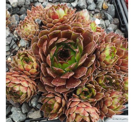 Sempervivum INCA