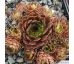 Sempervivum INCA