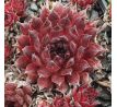 Sempervivum LAVA FLOW