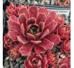 Sempervivum BUFFY`S DOLL