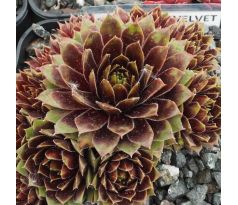 Sempervivum BLACK VELVET