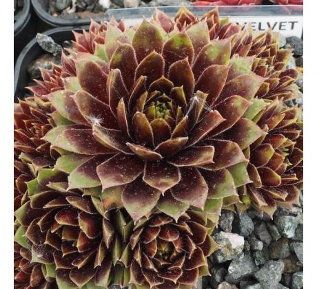 Sempervivum BLACK VELVET