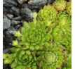 Sempervivum stiriacum ex glucknerge