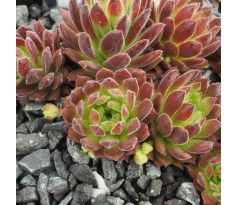 Sempervivum LITSCHI