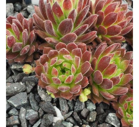 Sempervivum LITSCHI