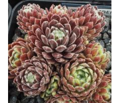 Sempervivum EMBERLY BAK