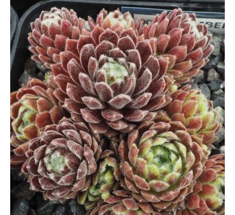 Sempervivum EMBERLY BAK