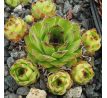 Sempervivum DEBILE