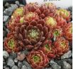 Sempervivum FORD`S SPRING