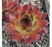 Sempervivum PITON