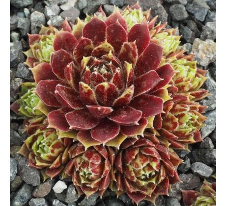 Sempervivum POLKA DOT