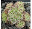 Sempervivum ANDRE SMITS